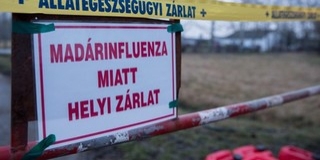Feloldották a madárinfluenza miatti korlátozásokat Feloldották a madárinfluenza miatti korlátozásokat
