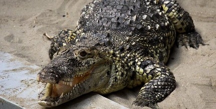 PET-palackot dobtak a krokodil kifutójába - Az állat szájából vették ki, s ezzel megmentették