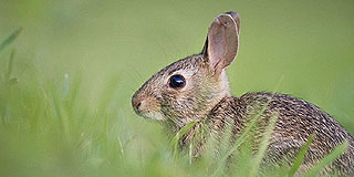 Kampány indult a nyúlhús népszerűsítésére Kampány indult a nyúlhús népszerűsítésére