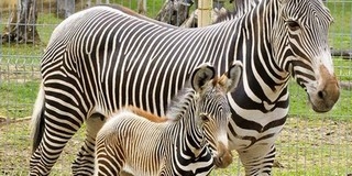 Ritka zebrafaj utóda látható Nyíregyházán Ritka zebrafaj utóda látható Nyíregyházán