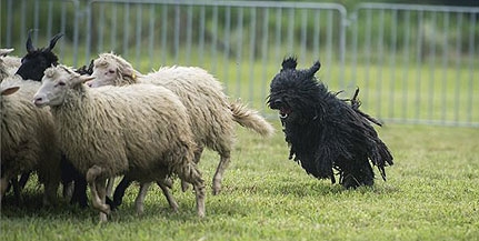 Terelőversenyt tartanak magyar pásztorkutyáknak Szaporcán