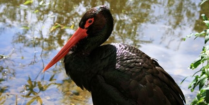Fekete gólyák: rosszul sikerült a költési idény