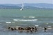 Vízbe fulladt egy 19 éves fiatal Balatonfüreden Vízbe fulladt egy 19 éves fiatal Balatonfüreden