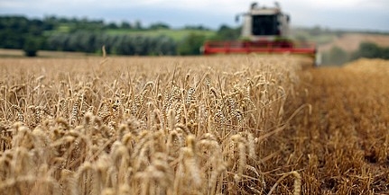 Ötmillió tonna őszi búza termett ebben az évben Ötmillió tonna őszi búza termett ebben az évben