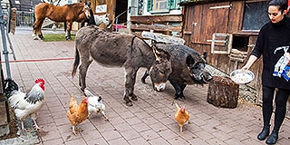 Kecske, tyúk vagy sertés tartása a városban? – Nehéz ügy, szabad is, meg nem is Kecske, tyúk vagy sertés tartása a városban? – Nehéz ügy, szabad is, meg nem is