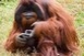 Elpusztult Chantek, a jelnyelvet használó orangután Elpusztult Chantek, a jelnyelvet használó orangután