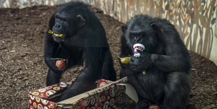 Csimpánzokat tanítottak meg kő-papír-ollózni