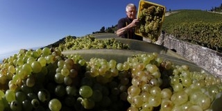 Már készül a Tokaji Borvidék receptgyűjteménye Már készül a Tokaji Borvidék receptgyűjteménye