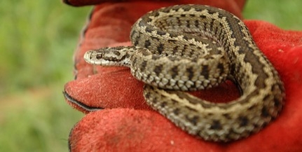 Három helyszínen tartanak rákosi vipera-napot Három helyszínen tartanak rákosi vipera-napot