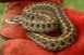 Három helyszínen tartanak rákosi vipera-napot Három helyszínen tartanak rákosi vipera-napot