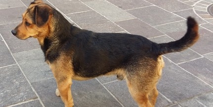 Elveszett kutyus keresi gazdáját a Jókai téren