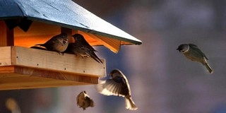 Madarász napot tartanak a Pintér-kert Arborétumban