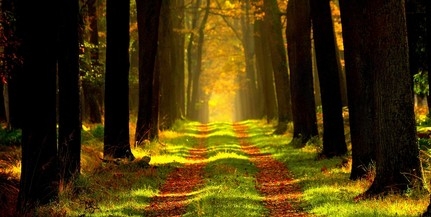 Erdésznap lesz a Csácsbozsoki Arborétumban Erdésznap lesz a Csácsbozsoki Arborétumban