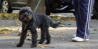 Kutyások, figyelem! Razziáznak a közterület-felügyelők Kertvárosban és Uránban Kutyások, figyelem! Razziáznak a közterület-felügyelők Kertvárosban és Uránban