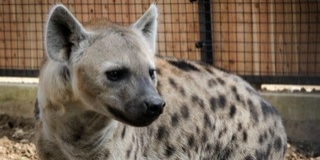 Foltos hiénákat is láthatunk már az állatkertben, tovább bővült a park lakóinak száma Foltos hiénákat is láthatunk már az állatkertben, tovább bővült a park lakóinak száma