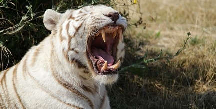 Két fiatal fehér tigris mart halálra egy gondozót