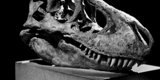 A Komlosaurus leleteiből és ásványokból nyílt tárlat Komlón A Komlosaurus leleteiből és ásványokból nyílt tárlat Komlón