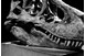 A Komlosaurus leleteiből és ásványokból nyílt tárlat Komlón A Komlosaurus leleteiből és ásványokból nyílt tárlat Komlón