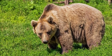 Az utcán támadt a medve a dél-erdélyi Fogarason