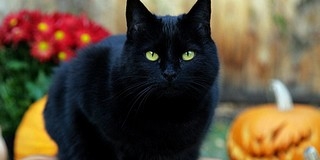 Macskákat áldozna néhány őrült Halloweenkor? Most inkább nem adnak örökbe ilyen állatot Macskákat áldozna néhány őrült Halloweenkor? Most inkább nem adnak örökbe ilyen állatot