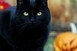 Macskákat áldozna néhány őrült Halloweenkor? Most inkább nem adnak örökbe ilyen állatot Macskákat áldozna néhány őrült Halloweenkor? Most inkább nem adnak örökbe ilyen állatot