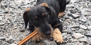 Itt a pécsi kutyás toplista: yorkshire terrierek, tacskók és a golden retrieverek a dobogón Itt a pécsi kutyás toplista: yorkshire terrierek, tacskók és a golden retrieverek a dobogón
