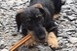 Itt a pécsi kutyás toplista: yorkshire terrierek, tacskók és a golden retrieverek a dobogón Itt a pécsi kutyás toplista: yorkshire terrierek, tacskók és a golden retrieverek a dobogón