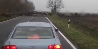 Több száz szarvas kelt át az 56-os főúton pár perc alatt Udvarnál - Videó! Több száz szarvas kelt át az 56-os főúton pár perc alatt Udvarnál - Videó!
