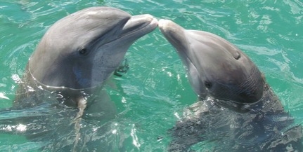 Szivacsot ad választottjának a púposhátú delfin