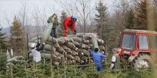 Már vágják a karácsonyi fenyőket Zala megyében Már vágják a karácsonyi fenyőket Zala megyében