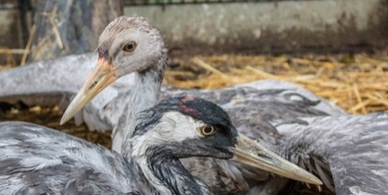 A Madárkórházban gyógyulnak a sérült darvak A Madárkórházban gyógyulnak a sérült darvak