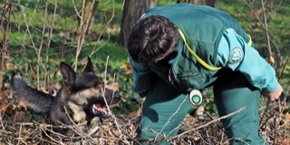 Újabb méregkereső kutyákat állítottak szolgálatba Újabb méregkereső kutyákat állítottak szolgálatba