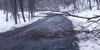 Számos fakidőléshez hívták a baranyai tűzoltókat