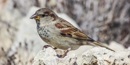 Nemzeti park: az ünnepek alatt változik a nyitvatartás Nemzeti park: az ünnepek alatt változik a nyitvatartás