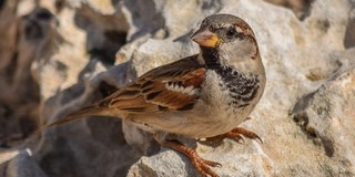 Ismét jelvénygyűjtő túrát szervez a Nemzeti Park Ismét jelvénygyűjtő túrát szervez a Nemzeti Park
