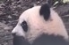Panda fürdetés